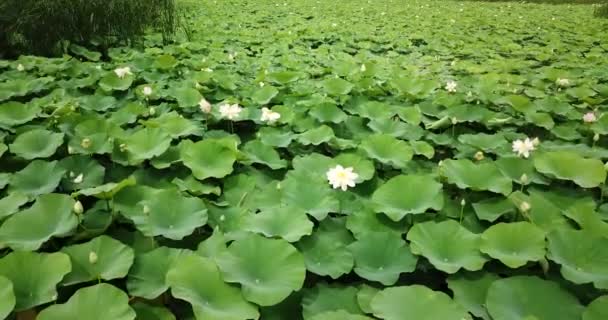 Superbes Images Aériennes Drones Lotus Fleurs Sur Lac Près Route — Video