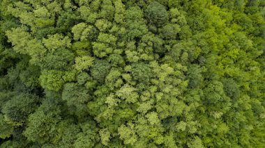 Rusya, Kafkasya 'da orman arka planındaki yeşil ağaçların havadan görünüşü. Drone fotoğrafçılığı. Kozalaklı ve yaprak döken ağaçlar, orman yolu. Çam ormanının tepesinde güzel bir panoramik fotoğraf.