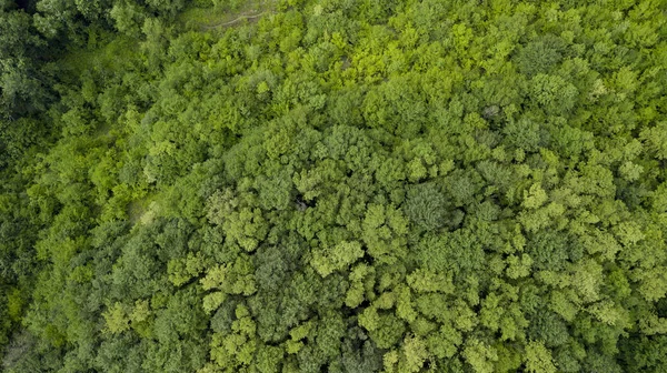 Widok Lotu Ptaka Zielone Drzewa Tle Lasu Kaukaz Rosja Fotografia — Zdjęcie stockowe