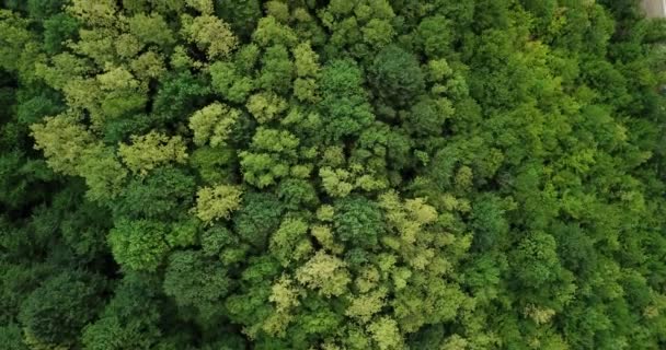 Bovenaanzicht Vanuit Lucht Van Zomergroene Bomen Bosachtergrond Kaukasus Rusland Drone — Stockvideo