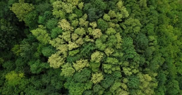 Flygfoto Över Sommar Gröna Träd Skogen Bakgrund Kaukasus Ryssland Drönarfotografering — Stockvideo