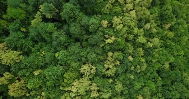 Vista Aérea Los Árboles Verdes Verano Fondo Del Bosque Cáucaso — Vídeos de Stock