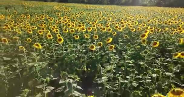 Survolez les champs de tournesols. Vue aérienne du champ de tournesol, vue des tournesols à fleurs .