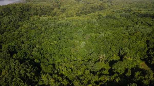 Floresta Vista Fundo Cima — Fotografia de Stock