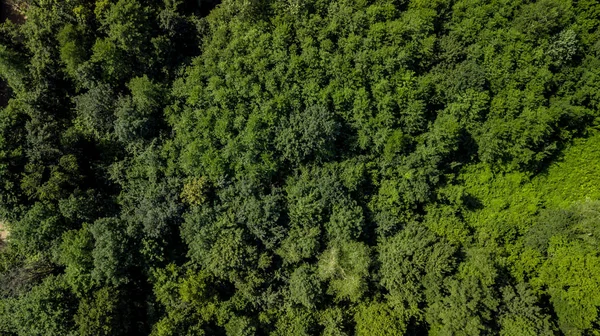 Vista Aérea Cima Para Baixo Das Montanhas Cáucaso Árvores Floresta — Fotografia de Stock