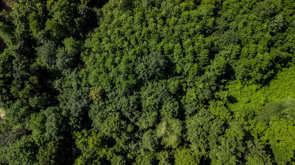 Aerial Top Down View Of Caucasus Mountains Forest Trees On A Sunny Summer Day