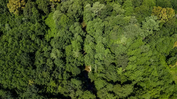 Εναέρια Πάνω Προς Κάτω Άποψη Καύκασο Βουνά Δασικών Δένδρων Για — Φωτογραφία Αρχείου