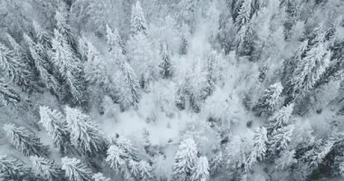 Kış orman kuzeyde Rusya'nın yukarıda hava uçuş