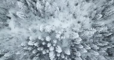 Hava yukarıdan aşağıya üstgeçidin atış kış ladin ve çam ormanı.