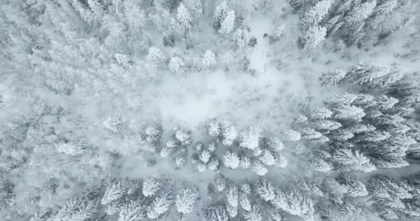 Directement au-dessus des arbres à neige — Video