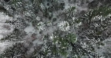Rusya'nın kuzey kış çam ormanı içinde hava anında