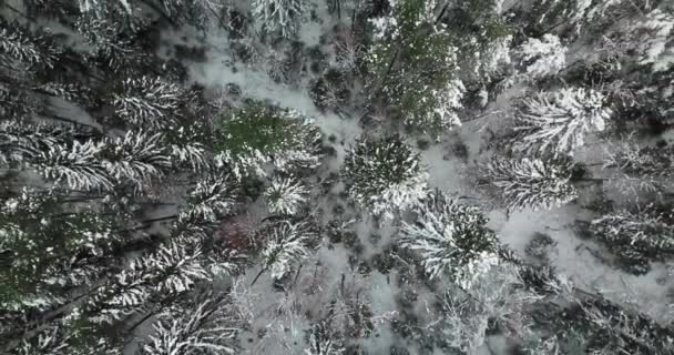 Vol aérien au-dessus de la forêt de sapins d'hiver au nord de la Russie 
