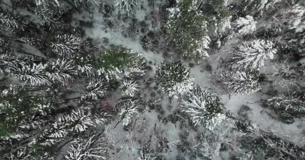 Powietrzne przelatują nad zima jodła Las na północy Rosji — Wideo stockowe