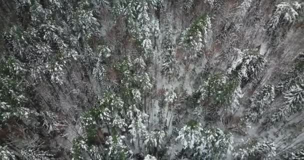 Vol aérien au-dessus de la forêt de sapins d'hiver au nord de la Russie — Video