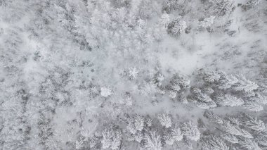 Kış orman kuzeyde Rusya'nın yukarıda hava uçuş