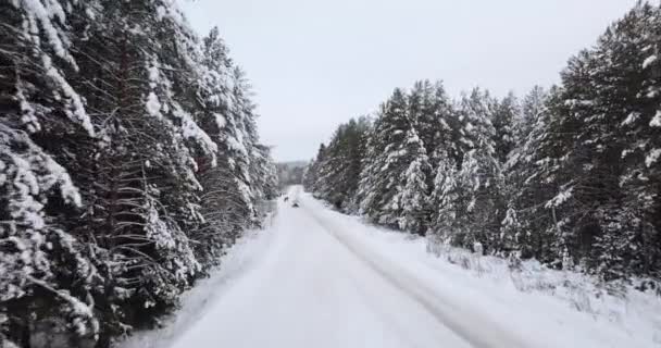 Fliegen über den Wald, bedeckt den Schnee — Stockvideo