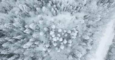 Hava yukarıdan aşağıya köknar orman manzarasına kar kaplı