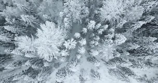 Hava yukarıdan aşağıya köknar orman manzarasına kar kaplı — Stok video
