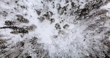 Hava yukarıdan aşağıya köknar orman manzarasına kar kaplı