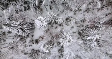 Hava yukarıdan aşağıya köknar orman manzarasına kar kaplı