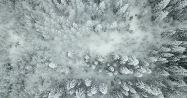 Yukarıdan aşağıya kar ağaç görünümü. Hava karla kaplı ağaçlar.
