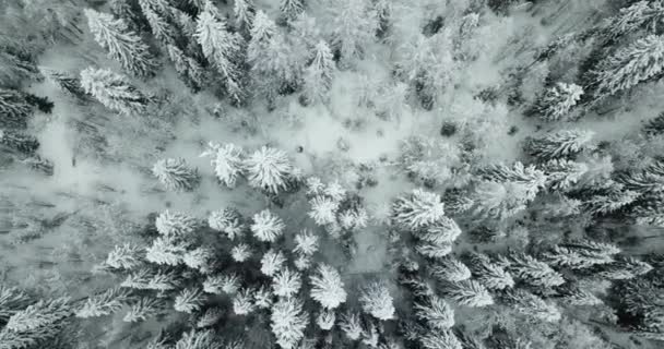 Uppifrån och ned Visa snö träd. Aerial snötäckta träd. — Stockvideo