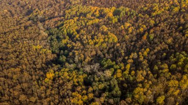 Sonbahar Orman hava görünümünü. Kırmızı, sarı ve yeşil ağaçlar, sonbahar yatay.