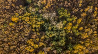Sonbahar Orman hava görünümünü. Kırmızı, sarı ve yeşil ağaçlar, sonbahar yatay.