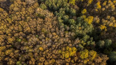 Sonbahar Ağaç arka plan. Yukarıdan aşağıya dron görünümünden.