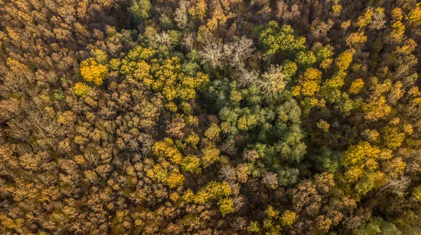 Vista aérea da floresta de outono. Paisagem de queda com árvores vermelhas, amarelas e verdes . — Fotografia de Stock