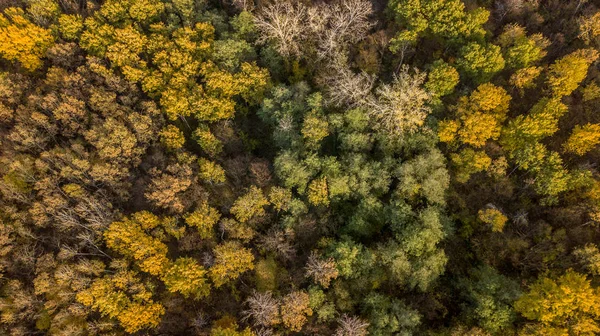 Vista aérea da floresta de outono. Paisagem de queda com árvores vermelhas, amarelas e verdes . — Fotografia de Stock