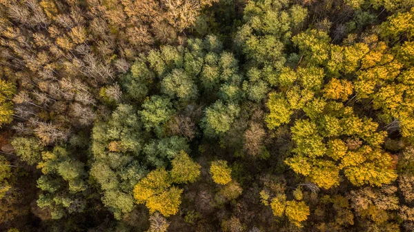 Vista aérea da floresta de outono. Paisagem de queda com árvores vermelhas, amarelas e verdes . — Fotografia de Stock