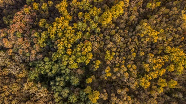 Sonbahar Ağaç Arka Plan Yukarıdan Aşağıya Dron Görünümünden — Stok fotoğraf