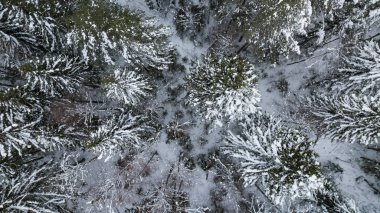 Rusya yukarıda orman kış, kar kaplı ağaçlar