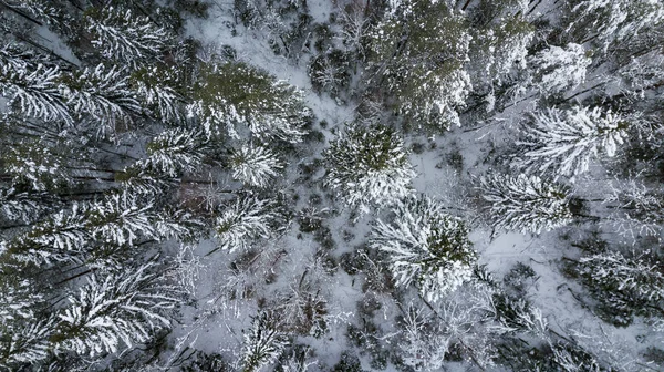 俄罗斯上空的冬季森林, 被雪覆盖的树木 — 图库照片