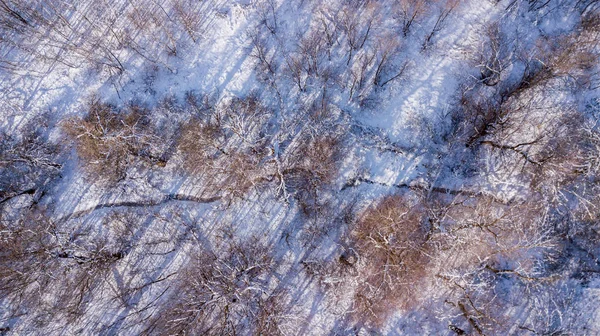通过冬天森林树的小溪鸟图 — 图库照片
