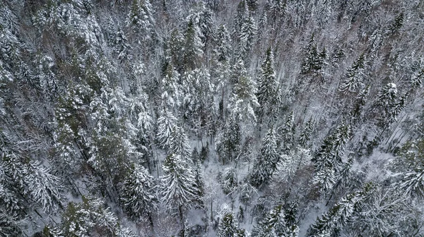 空中冬天森林在俄国之上, 雪覆盖的树 — 图库照片