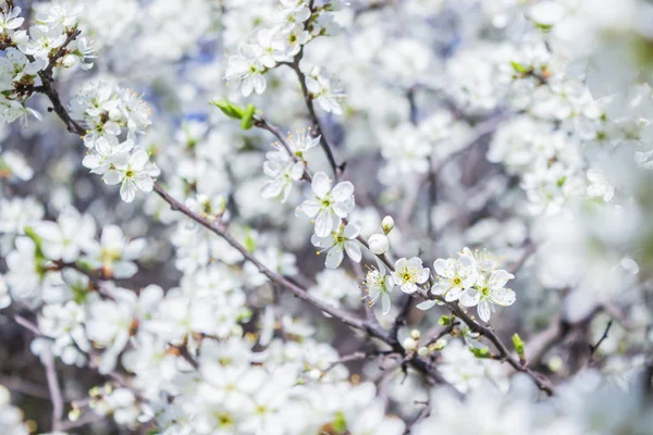 Fiori bianchi dei fiori ciliegio in un giorno di primavera — Foto Stock