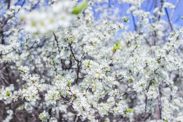 Árboles de primavera florecientes. Hermosos jardines de flores de albaricoque blanco — Foto de Stock