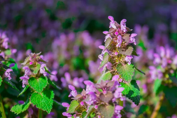 Květiny Lamium maculatum, též známé jako skvrnitý Nettle, skvrnitá fenka a fialový drak. — Stock fotografie