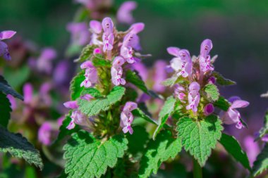 Benekli ölü ısırgan, henbit veya mor ejderha Floewers. Lamium maulatum, Güney Rusya'da büyüyor