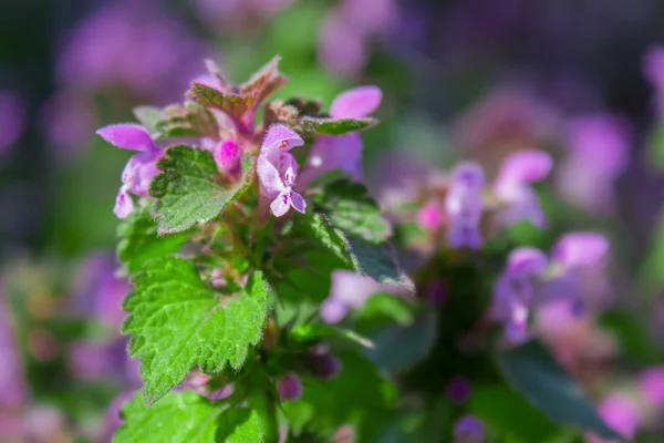 Květiny Lamium maculatum, též známé jako skvrnitý Nettle, skvrnitá fenka a fialový drak. — Stock fotografie