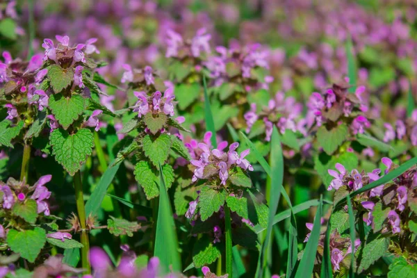 Květiny Lamium maculatum, též známé jako skvrnitý Nettle, skvrnitá fenka a fialový drak. — Stock fotografie