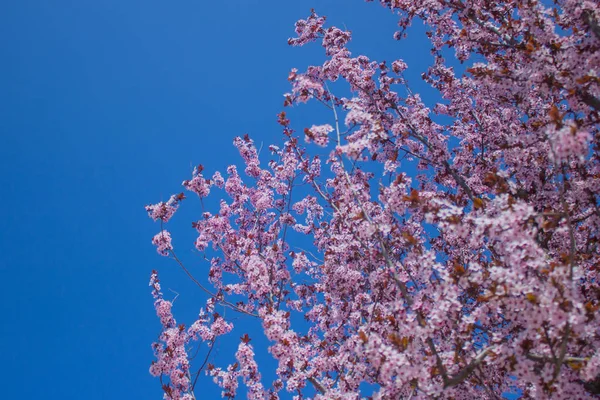 Flor de cerezo con enfoque suave, temporada Sakura en Corea, Fondo — Foto de Stock