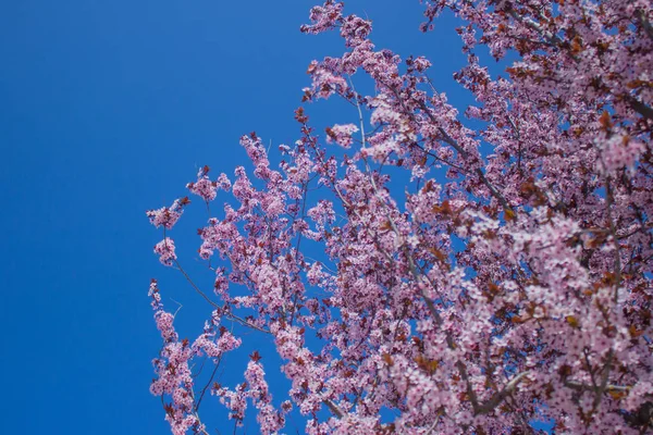 Bellissimo fiore di ciliegio primaverile con dissolvenza su sfondo rosa pastello e bianco . — Foto Stock