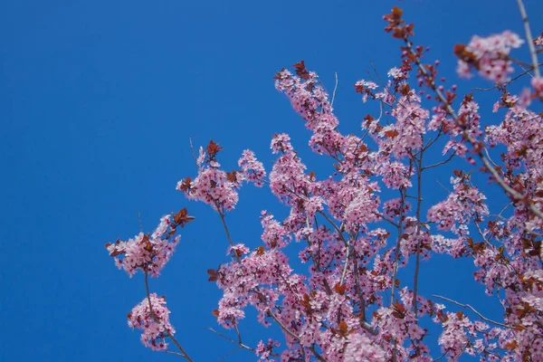 Flores rosadas en la rama con el cielo azul durante la floración de primavera . — Foto de Stock