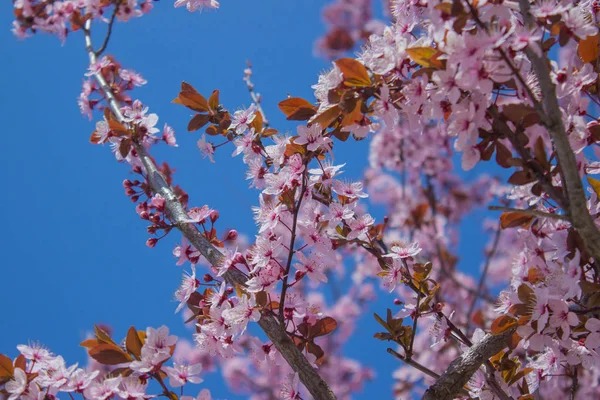 Fioritura di fiori di sakura rosa nella stagione primaverile . — Foto Stock