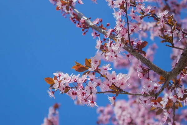 Flores rosadas en la rama con el cielo azul durante la floración de primavera . — Foto de Stock