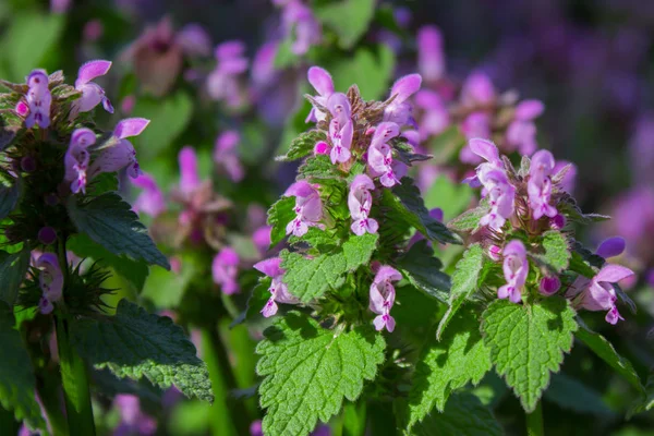 Fialový drak mrtvý Nettle, Lamium maculatum fialový drak — Stock fotografie