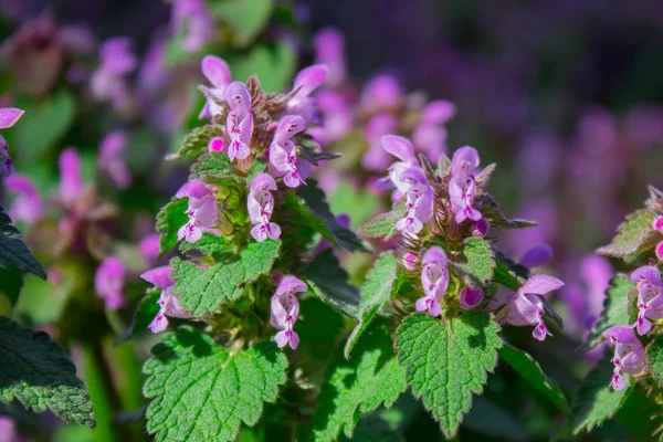 Skvrnitý Lamium maculatum na jaře — Stock fotografie